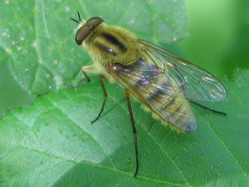 Thereva spiloptera ?