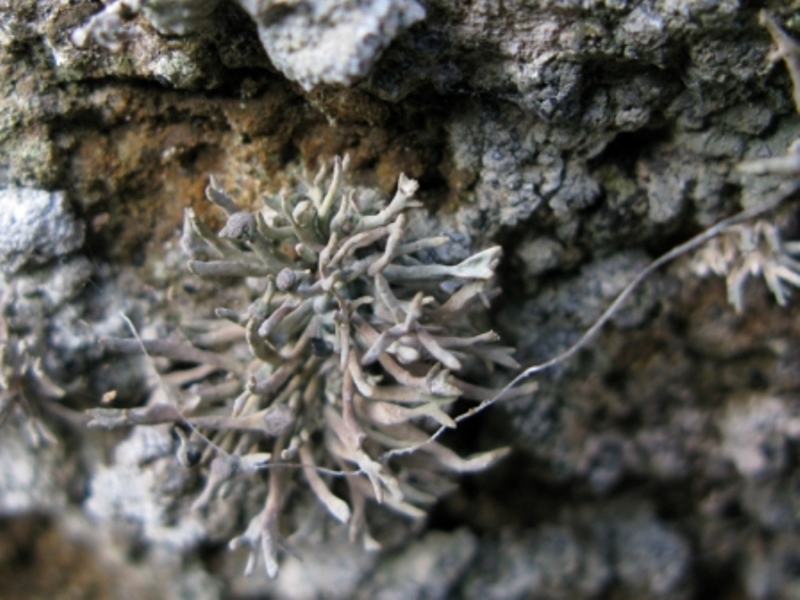 Roccella phycopsis - Lichene di Procida