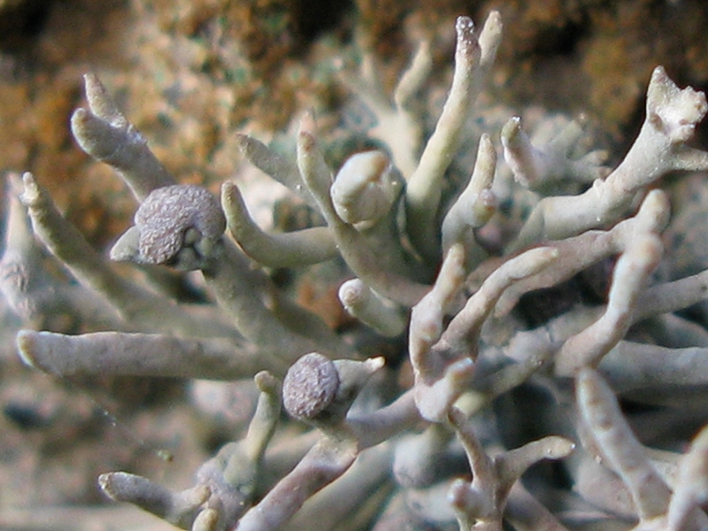 Roccella phycopsis - Lichene di Procida