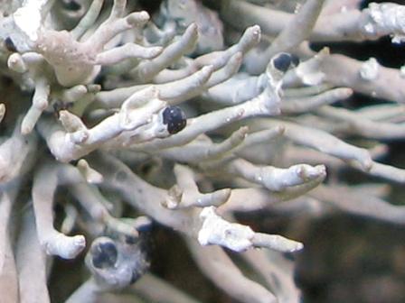 Roccella phycopsis - Lichene di Procida
