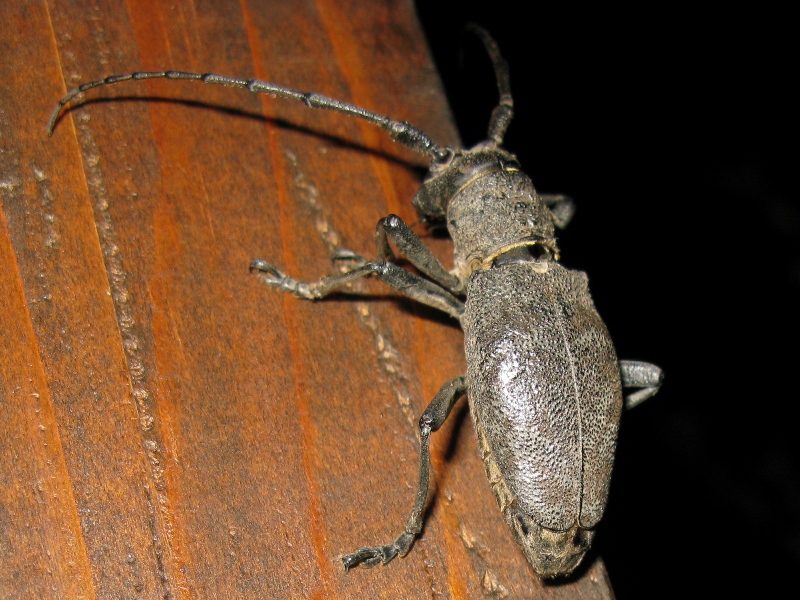 Acanthocinus? No, Morimus asper