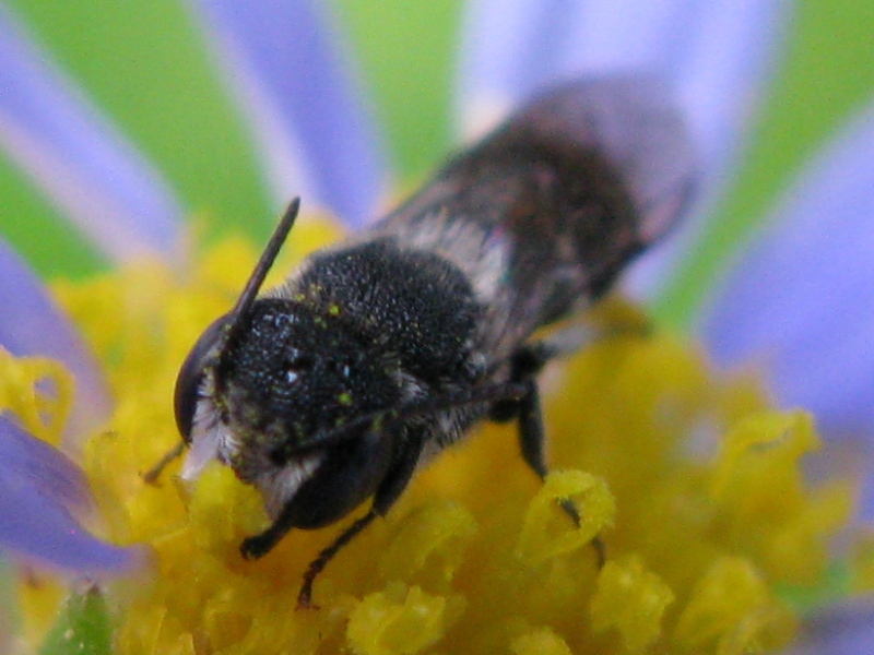 maschio di Heriades truncorum (Apidae Megachilinae) addormentato
