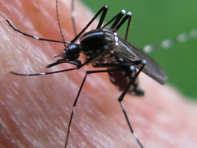 aedes albopictus