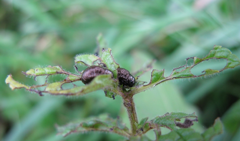 larva di Chrysomelidae: Timarcha