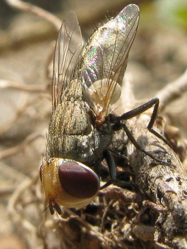 Altra anthophora.?.scavatrice ? Forse Halictus