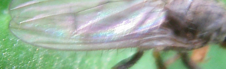 Oecothea fenestralis (Heleomyzidae).