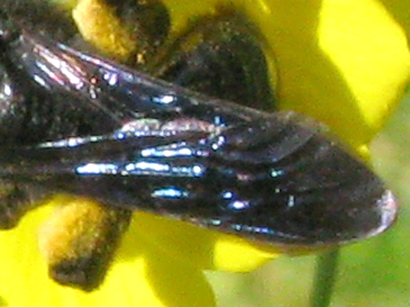 Andrena morio F (Apidae Andreninae)