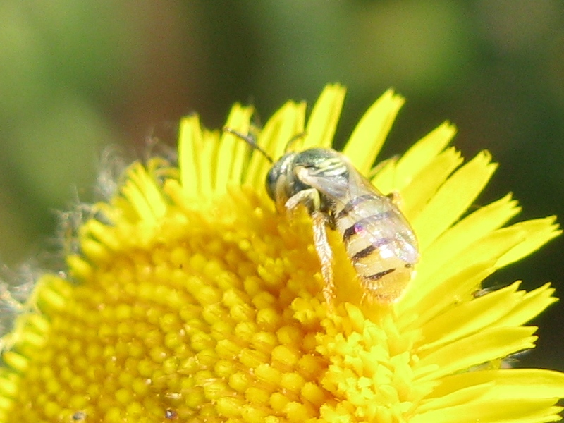 Nomioides cfr. facilis (Apidae Halictinae)