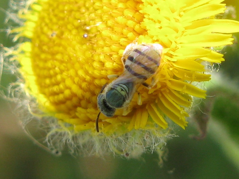 Nomioides cfr. facilis (Apidae Halictinae)