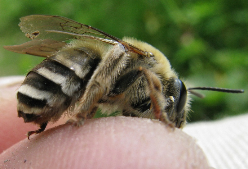 Altra anthophora? No,  Eucera sp.