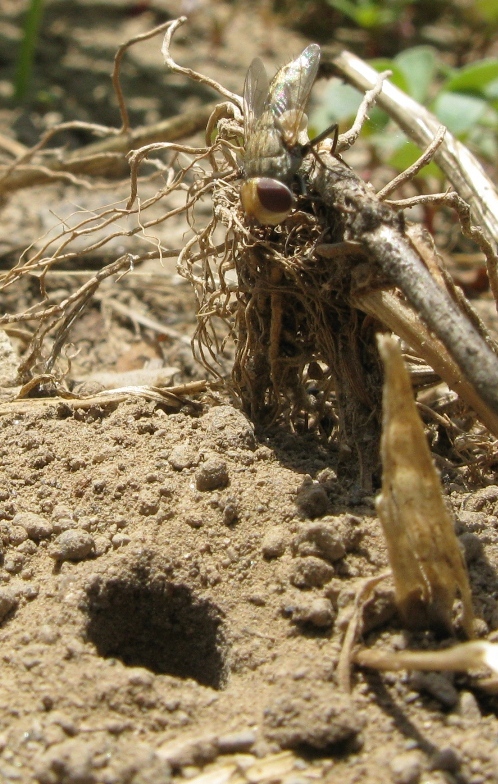 Miltogramma sp. (Sarcophagidae)