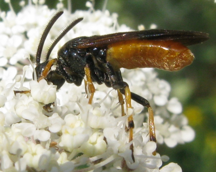 Argidae ?