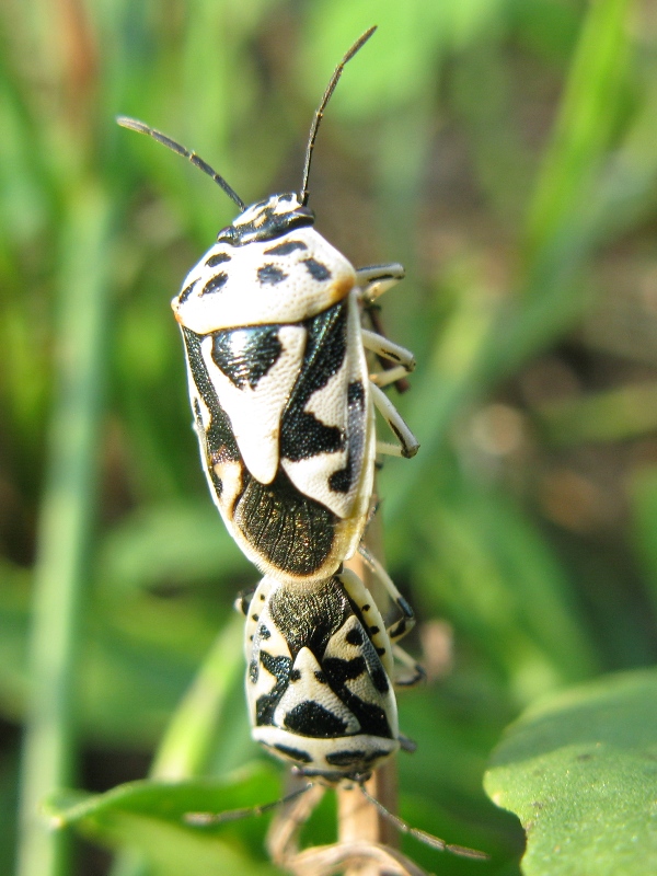 Arlecchino in festa: Eurydema ornata del M.Somma (Campania)