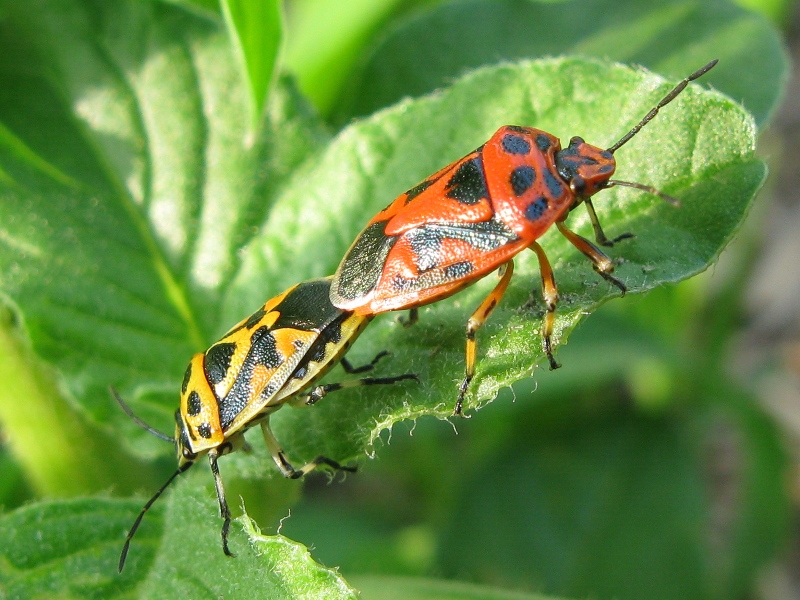 Arlecchino in festa: Eurydema ornata del M.Somma (Campania)
