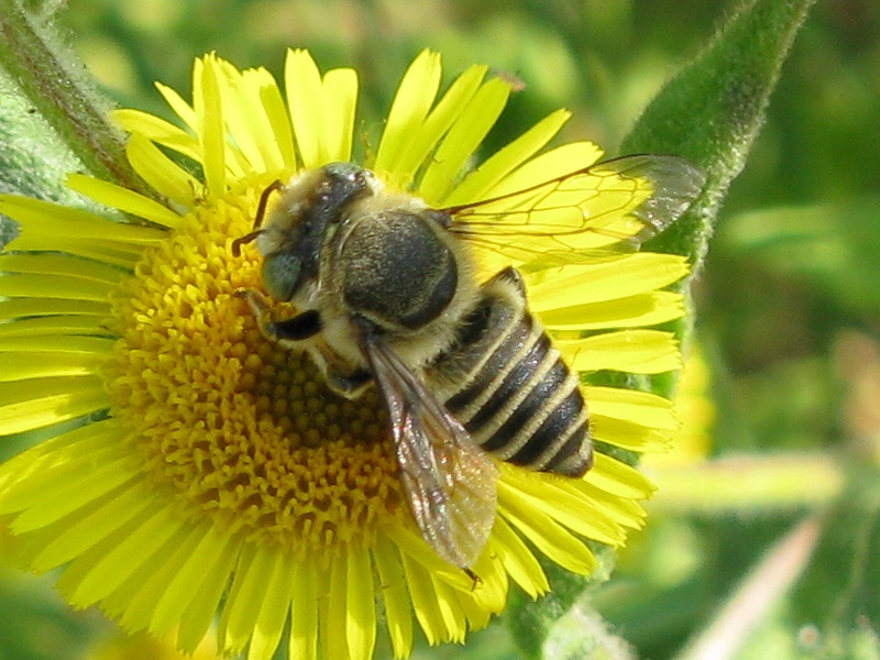Megachile sp. (Apidae Megachilinae).