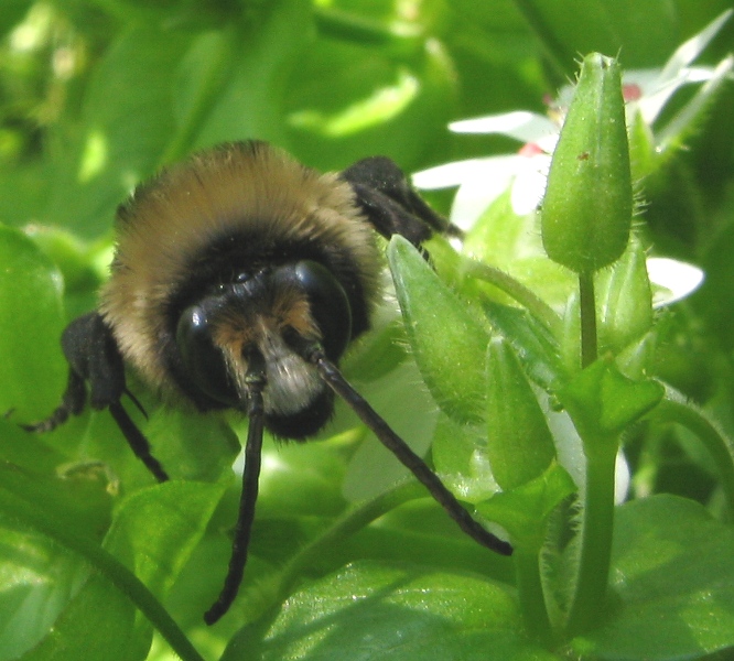 Eupavlovskia obscura, maschio  (Apidae Anthophorinae)