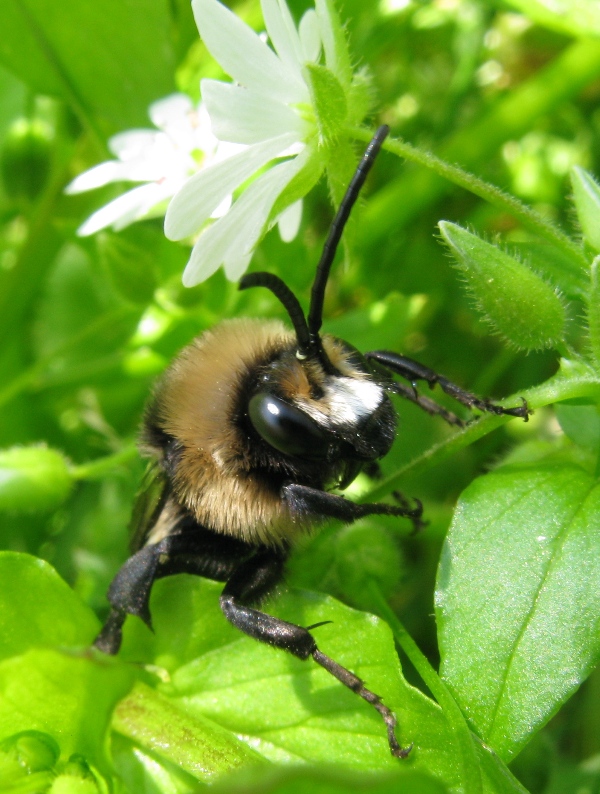 Eupavlovskia obscura, maschio  (Apidae Anthophorinae)