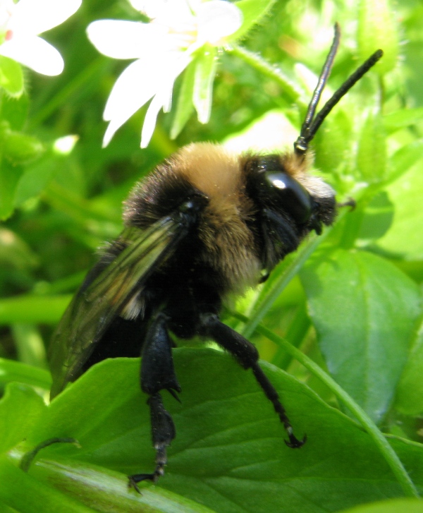 Eupavlovskia obscura, maschio  (Apidae Anthophorinae)