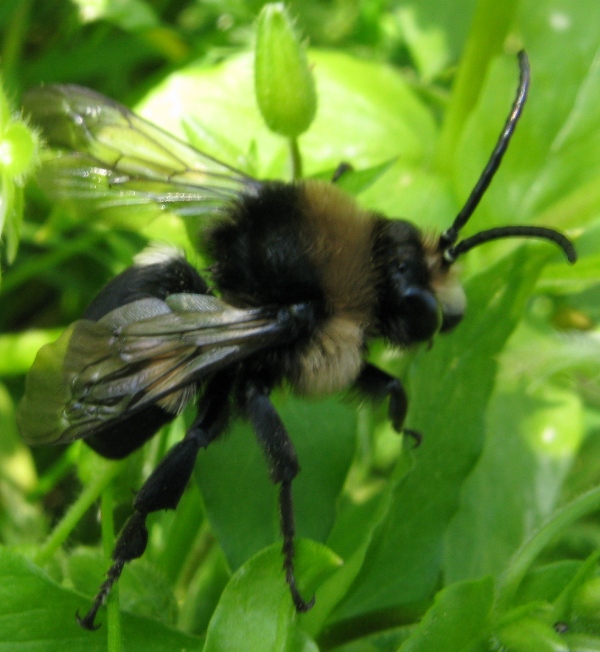 Eupavlovskia obscura, maschio  (Apidae Anthophorinae)