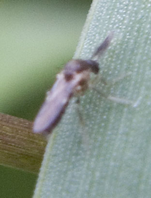 Ceratopogonidae M.