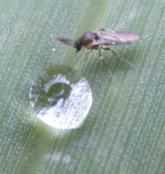 Ceratopogonidae M.