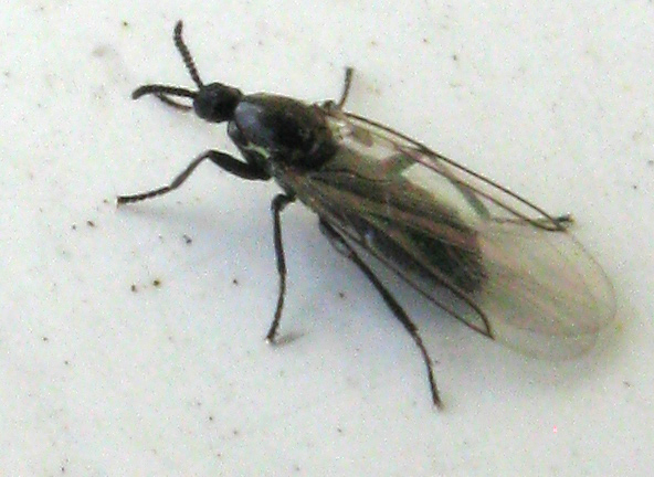 Scatopsidae.