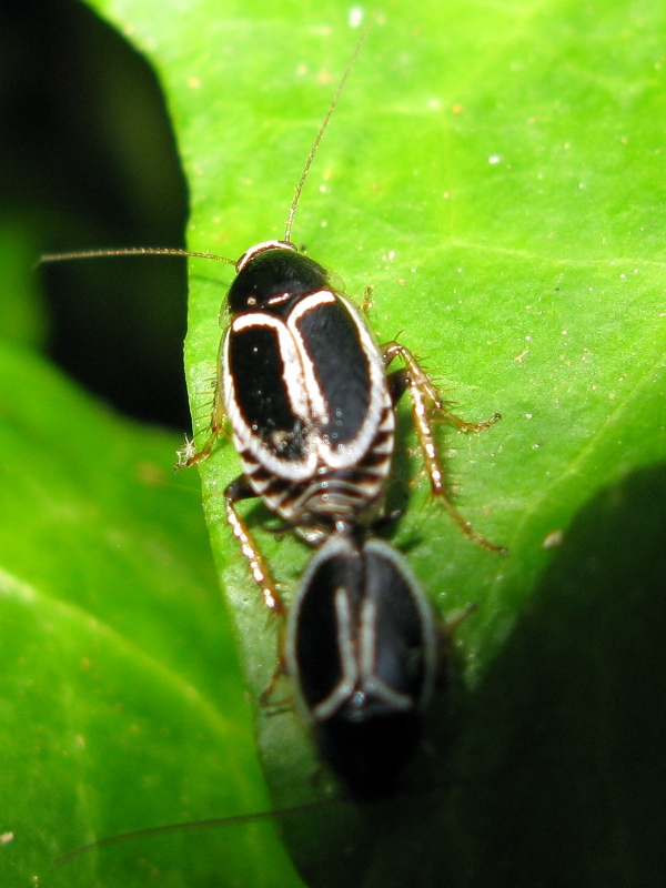 Phyllodromica marginata (Blattellidae Ectobiinae)