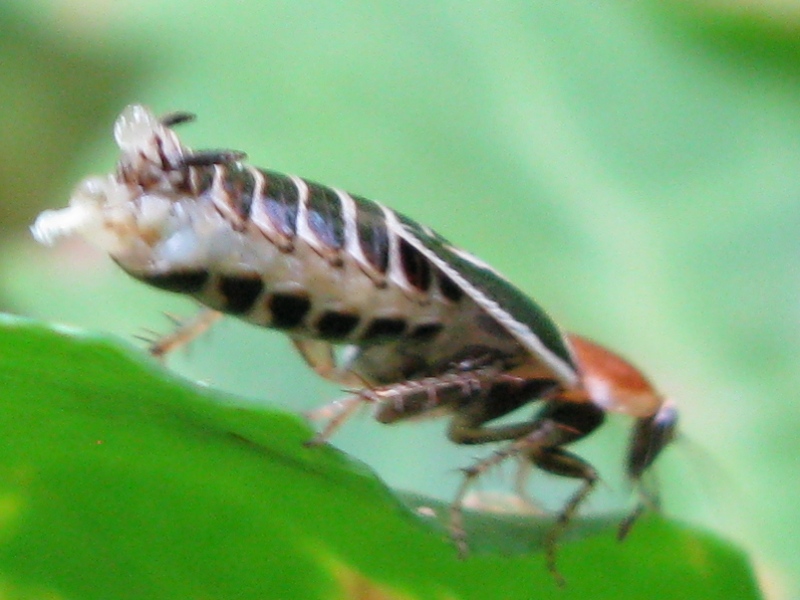 Phyllodromica marginata (Blattellidae Ectobiinae)