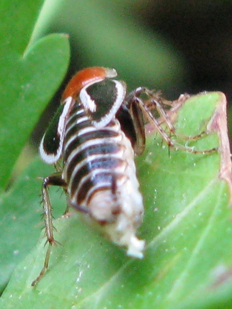 Phyllodromica marginata (Blattellidae Ectobiinae)