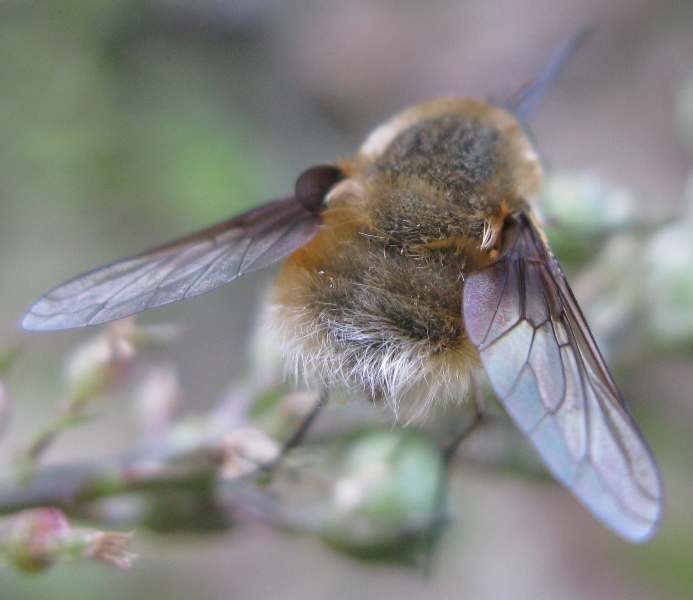 bombylius