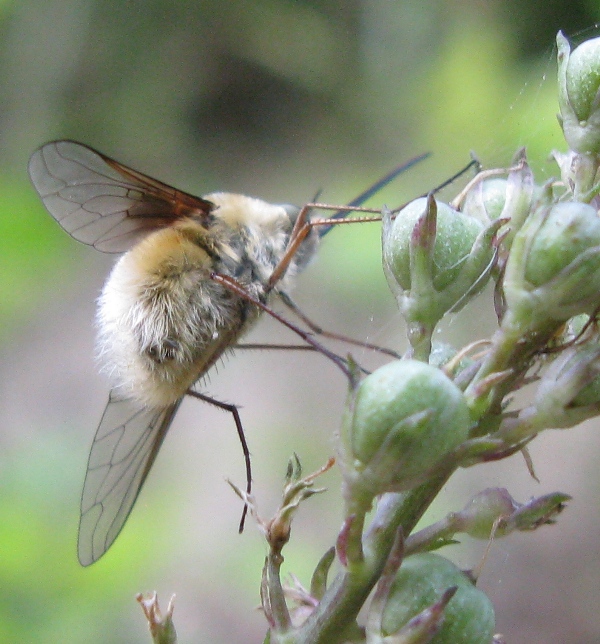 bombylius