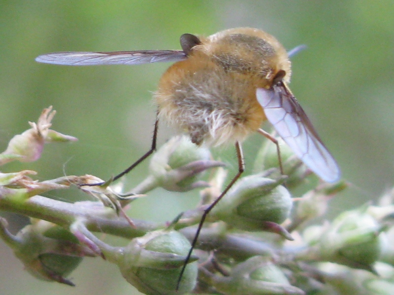 bombylius