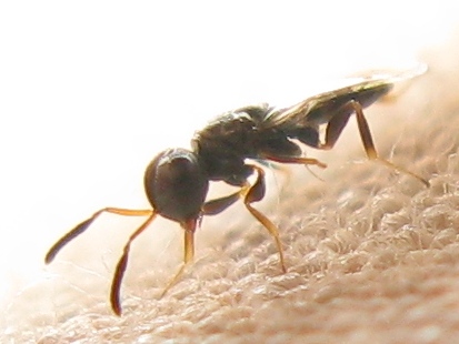 Chalcididae? Pteromalidae (Chalcidoidea)