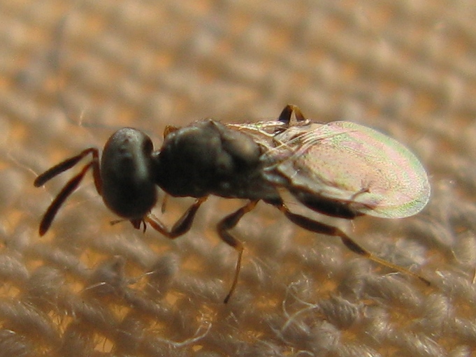 Chalcididae? Pteromalidae (Chalcidoidea)