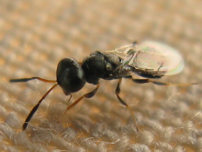Chalcididae? Pteromalidae (Chalcidoidea)