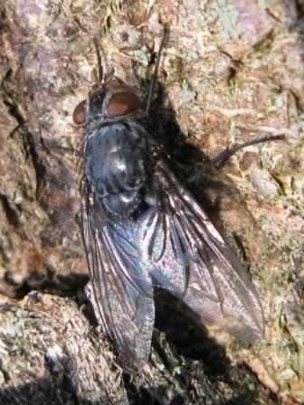 forse Calliphoridae?