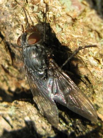 forse Calliphoridae?