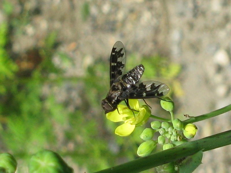Exoprosopa jacchus (Bombyliidae).