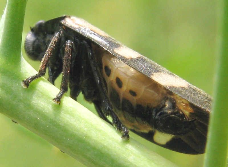 Cercopide ?