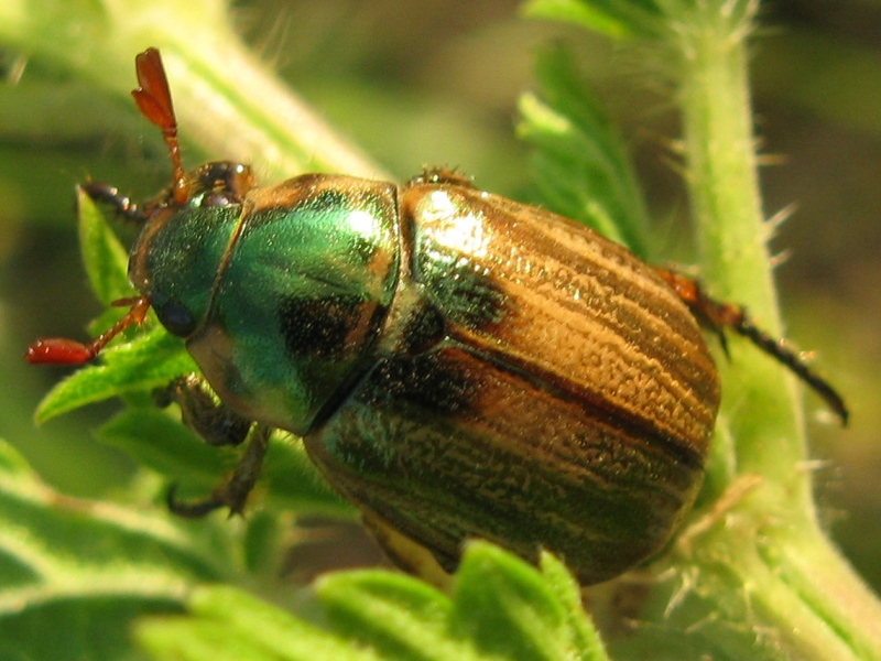 Scarabaeidae? Mimela junii