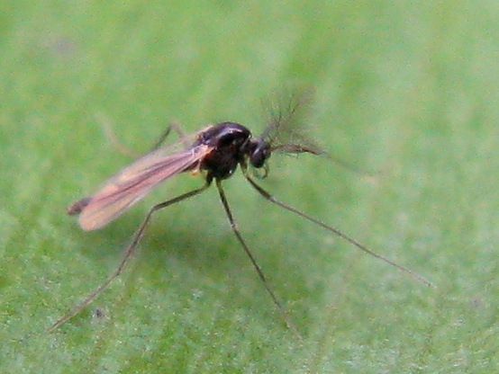 Chironomidae e Sciaridae.