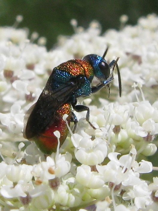 Chrysididae: Holopyga sp.; ignicollis o chrysonota