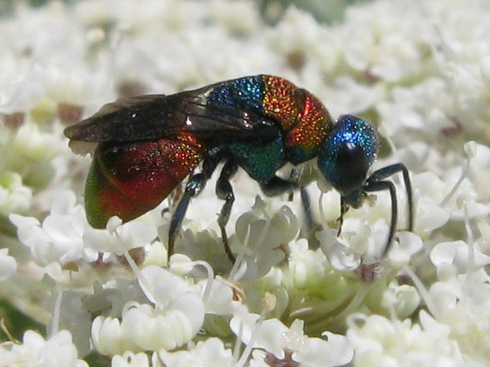 Chrysididae: Holopyga sp.; ignicollis o chrysonota