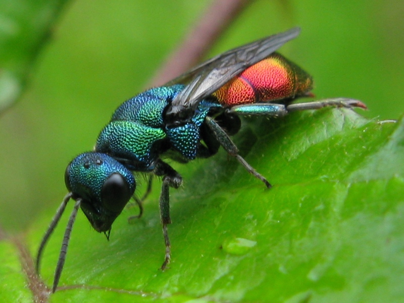 chrysis? maschio Hedychrum nobile