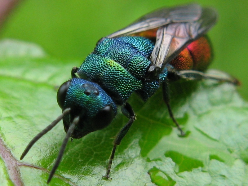 chrysis? maschio Hedychrum nobile