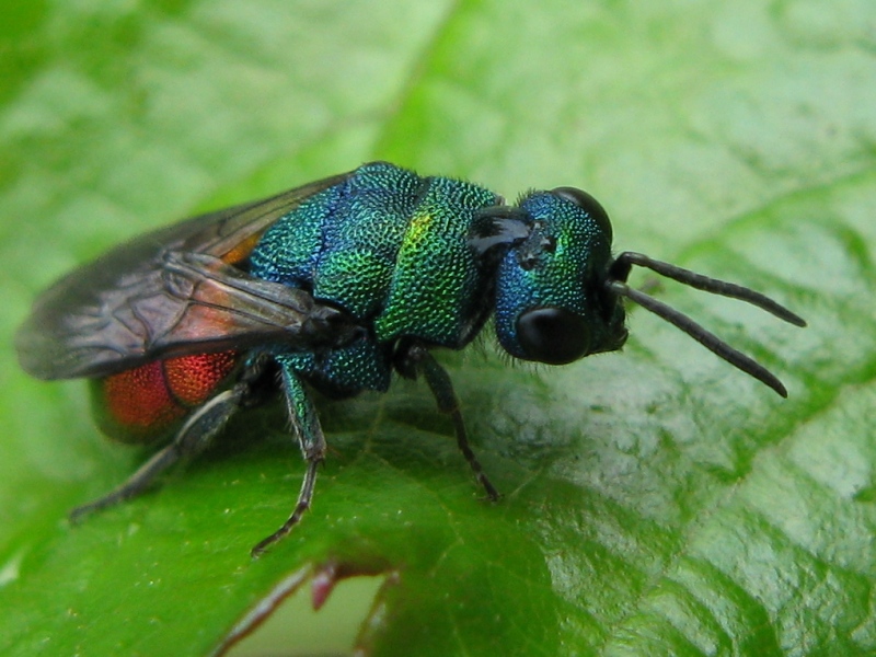 chrysis? maschio Hedychrum nobile