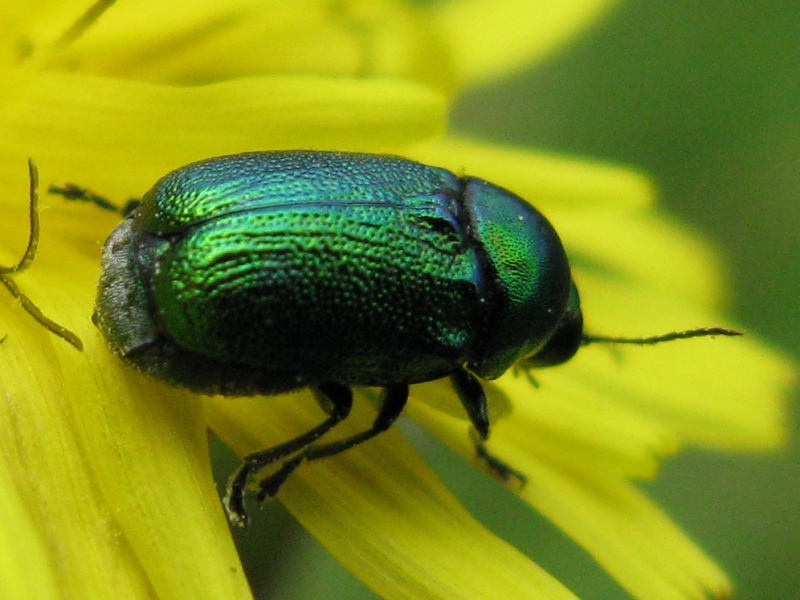 Chrysolina menthastri; no Cryptocephalus samniticus