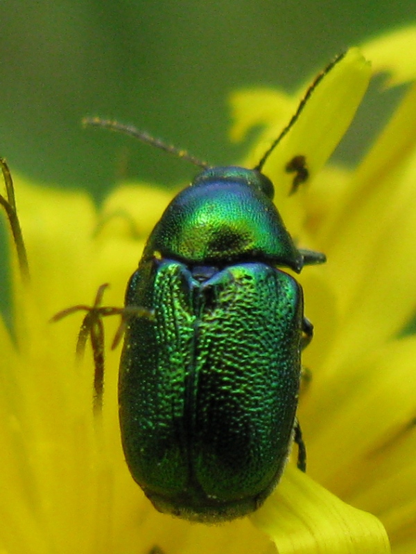 Chrysolina menthastri; no Cryptocephalus samniticus