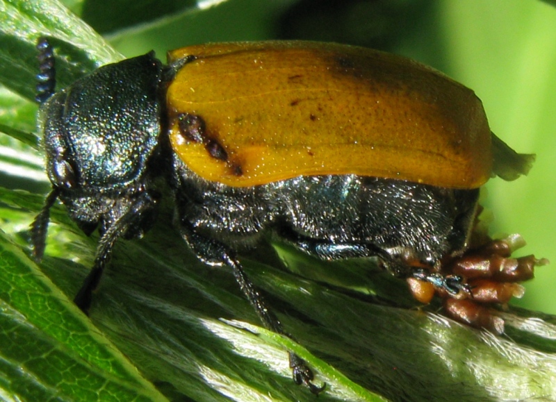 chrysomelidae ? parassitato ? Labidostomis taxicornis