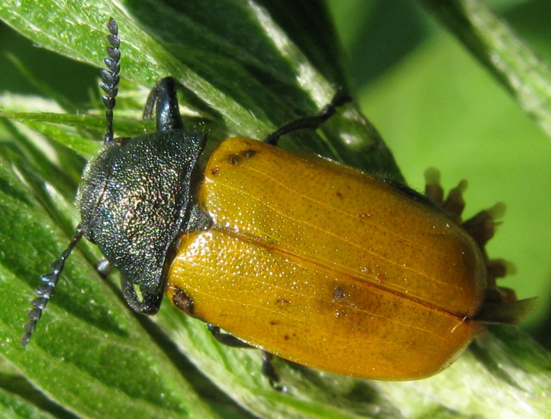 chrysomelidae ? parassitato ? Labidostomis taxicornis